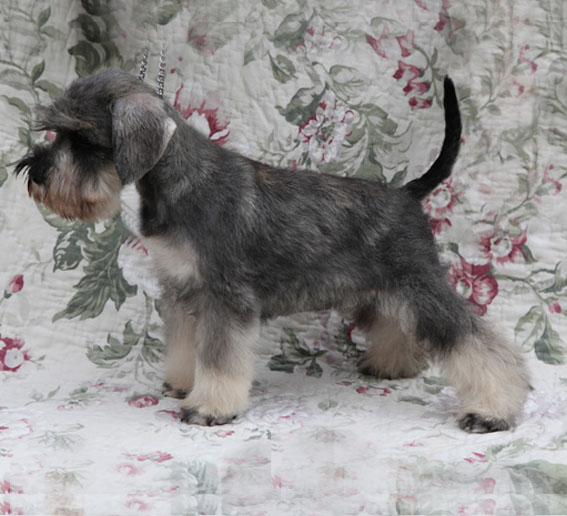 X-clusive Design Peppersdegabritho Peppersdegabritho Zwergschnauzer