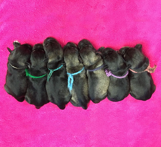 Y-Wurf Peppersdegabritho Zwergschnauzer Y-Wurf Peppersdegabritho Zwergschnauzer