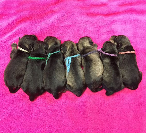 Y-Wurf Peppersdegabritho Zwergschnauzer Y-Wurf Peppersdegabritho Zwergschnauzer