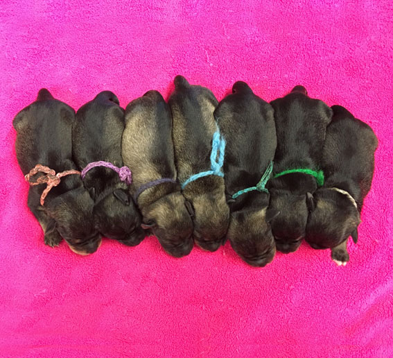 Y-Wurf Peppersdegabritho Zwergschnauzer Y-Wurf Peppersdegabritho Zwergschnauzer