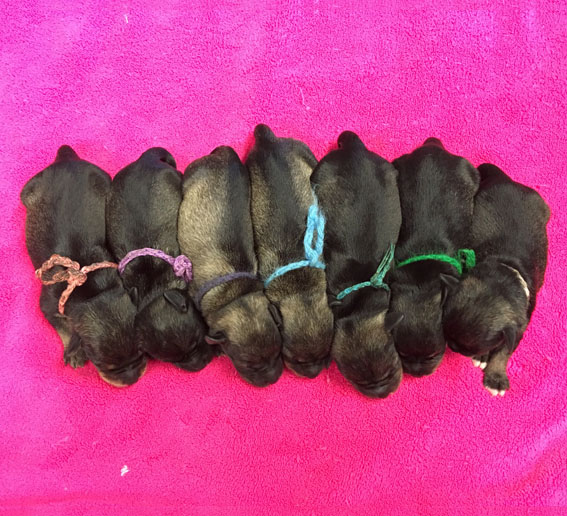 Y-Wurf Peppersdegabritho Zwergschnauzer Y-Wurf Peppersdegabritho Zwergschnauzer