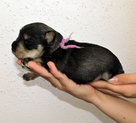 You're My Boss Peppersdegabritho Y-Wurf Peppersdegabritho Zwergschnauzer