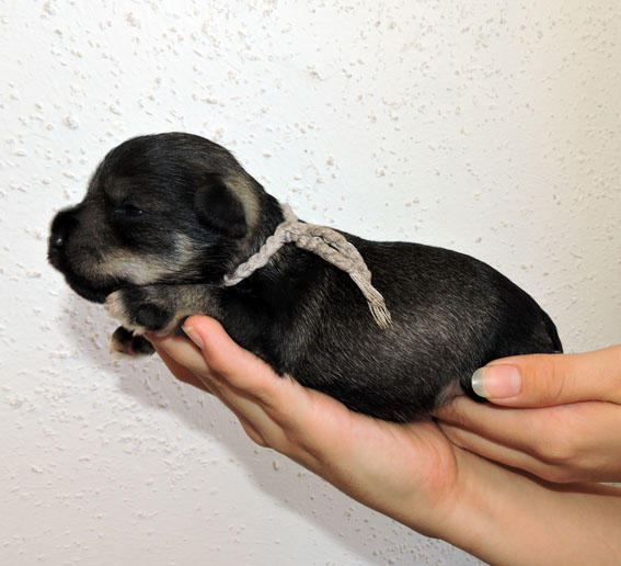 You're My Coricelesti Peppersdegabritho Y-Wurf Peppersdegabritho Zwergschnauzer