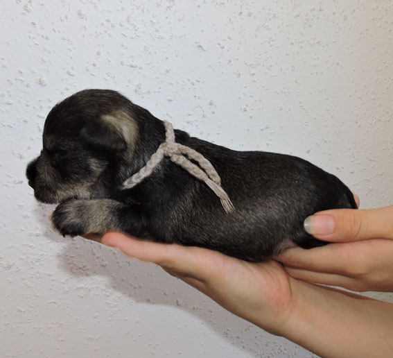 You're My Coricelesti Peppersdegabritho Y-Wurf Peppersdegabritho Zwergschnauzer