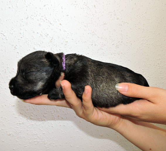 You're My Destiny Peppersdegabritho Y-Wurf Peppersdegabritho Zwergschnauzer