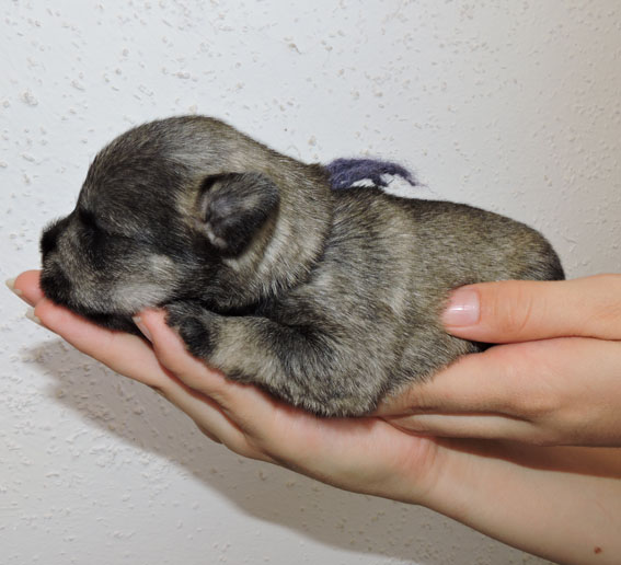 Y-Wurf Peppersdegabritho Zwergschnauzer