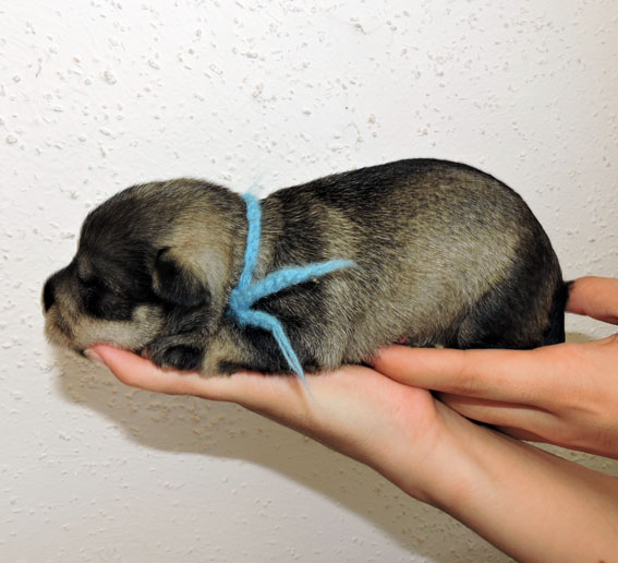 You're My Girl Peppersdegabritho Y-Wurf Peppersdegabritho Zwergschnauzer