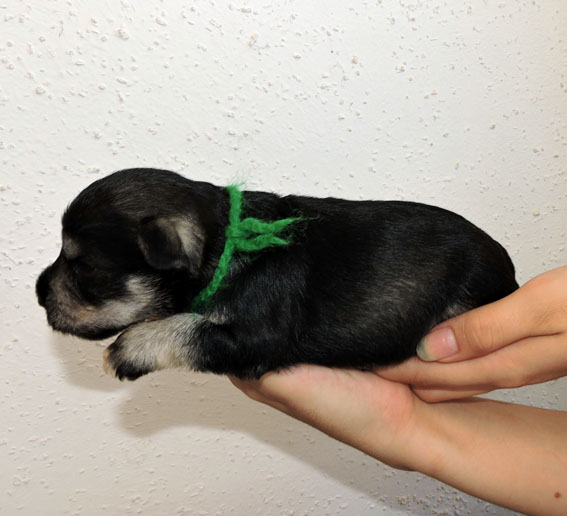 You're My Sunshine Peppersdegabritho Y-Wurf Peppersdegabritho Zwergschnauzer