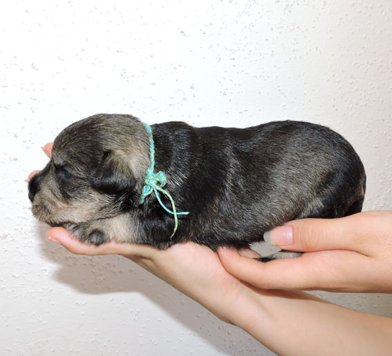 You're My Treasure Peppersdegabritho Y-Wurf Peppersdegabritho Zwergschnauzer