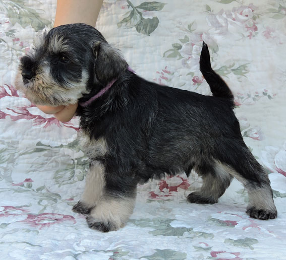 You're My Boss Peppersdegabritho Y-Wurf Peppersdegabritho Zwergschnauzer