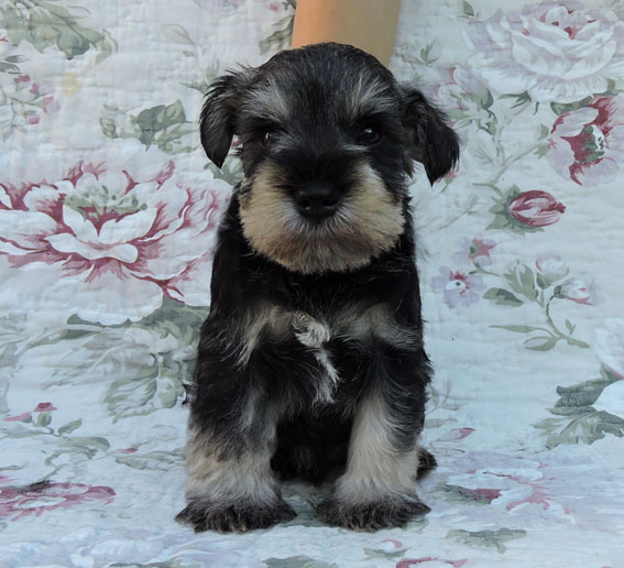 You're My Boss Peppersdegabritho Y-Wurf Peppersdegabritho Zwergschnauzer