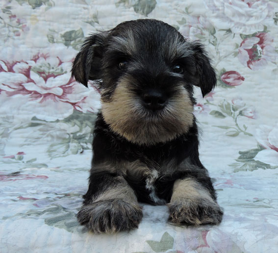 You're My Boss Peppersdegabritho Y-Wurf Peppersdegabritho Zwergschnauzer