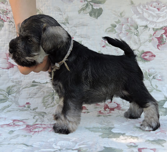 You're My Coricelesti Peppersdegabritho Y-Wurf Peppersdegabritho Zwergschnauzer