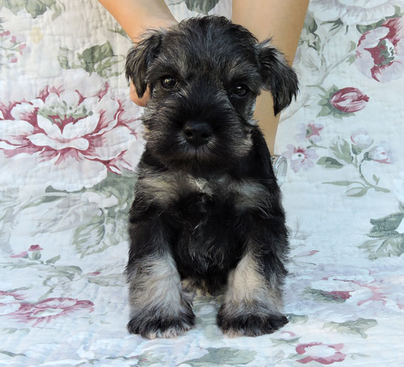 You're My Coricelesti Peppersdegabritho Y-Wurf Peppersdegabritho Zwergschnauzer