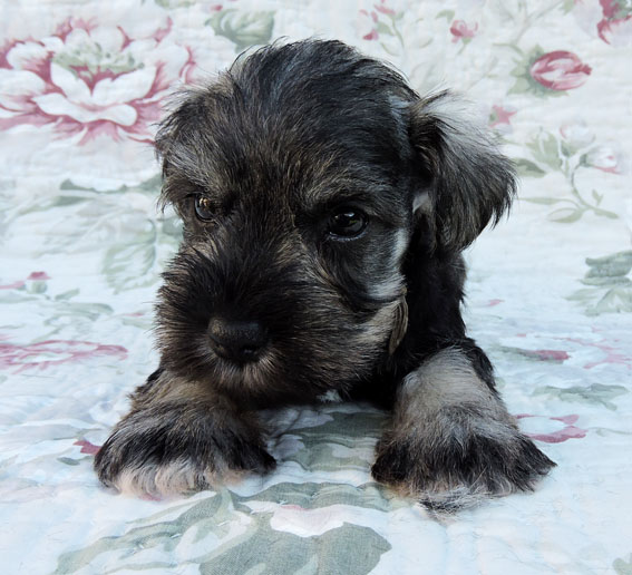 You're My Coricelesti Peppersdegabritho Y-Wurf Peppersdegabritho Zwergschnauzer