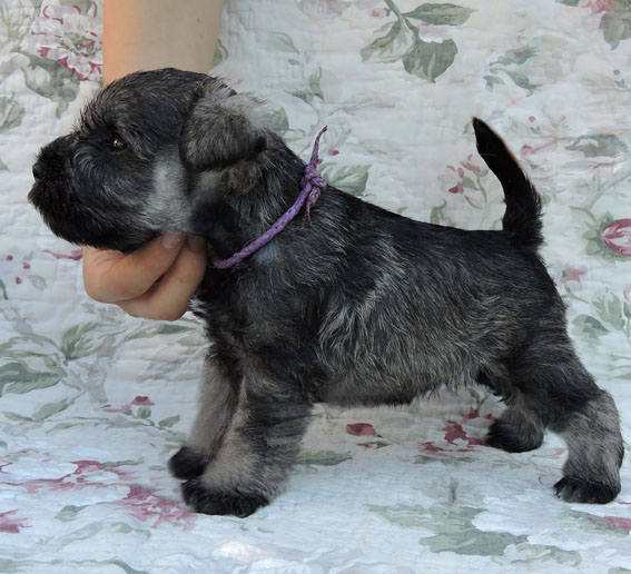 You're My Destiny Peppersdegabritho Y-Wurf Peppersdegabritho Zwergschnauzer