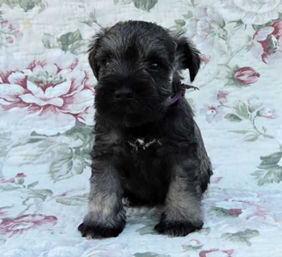 You're My Destiny Peppersdegabritho Y-Wurf Peppersdegabritho Zwergschnauzer