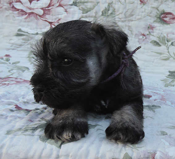 You're My Destiny Peppersdegabritho Y-Wurf Peppersdegabritho Zwergschnauzer