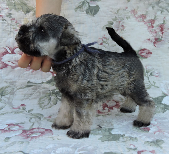 You're My Favorite Peppersdegabritho Y-Wurf Peppersdegabritho Zwergschnauzer