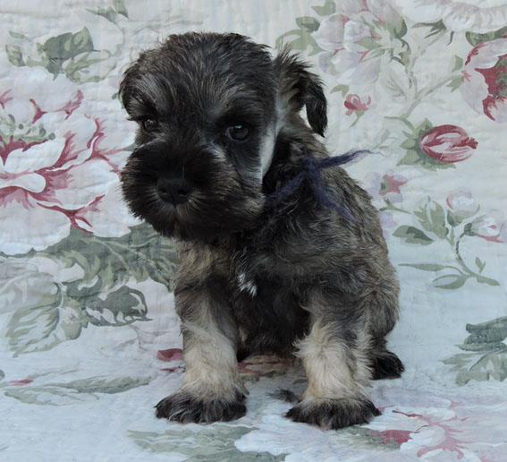 You're My Favorite Peppersdegabritho Y-Wurf Peppersdegabritho Zwergschnauzer