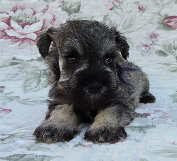 You're My Favorite Peppersdegabritho Y-Wurf Peppersdegabritho Zwergschnauzer