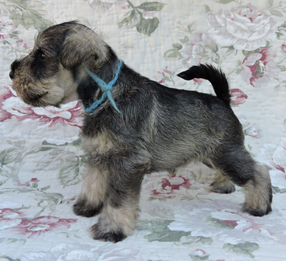 You're My Girl Peppersdegabritho Y-Wurf Peppersdegabritho Zwergschnauzer