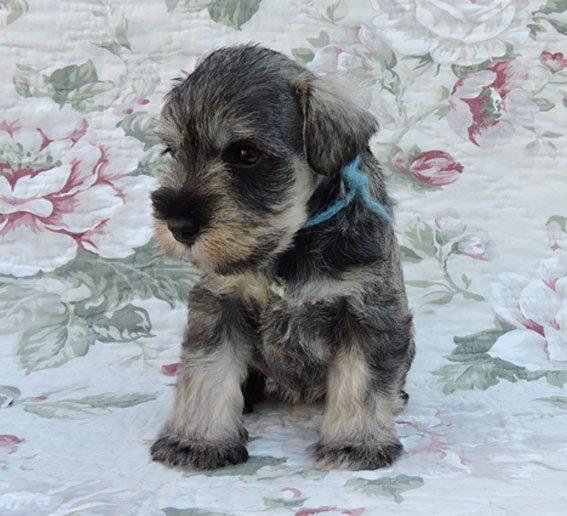 You're My Girl Peppersdegabritho Y-Wurf Peppersdegabritho Zwergschnauzer