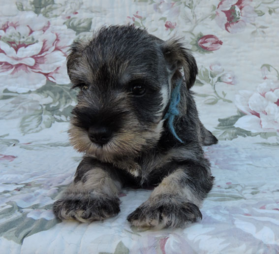 You're My Girl Peppersdegabritho Y-Wurf Peppersdegabritho Zwergschnauzer