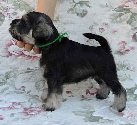 You're My Girl Peppersdegabritho Y-Wurf Peppersdegabritho Zwergschnauzer