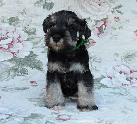 You're My Girl Peppersdegabritho Y-Wurf Peppersdegabritho Zwergschnauzer