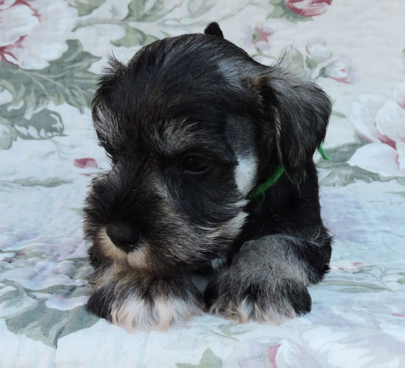 You're My Girl Peppersdegabritho Y-Wurf Peppersdegabritho Zwergschnauzer