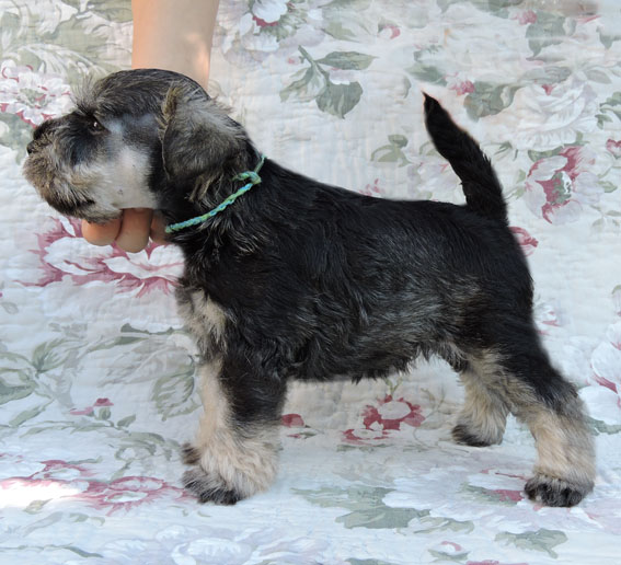 You're My Treasure Peppersdegabritho Y-Wurf Peppersdegabritho Zwergschnauzer