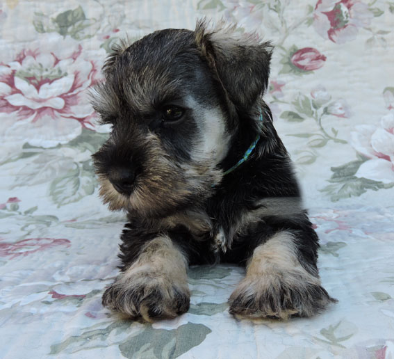 You're My Treasure Peppersdegabritho Y-Wurf Peppersdegabritho Zwergschnauzer