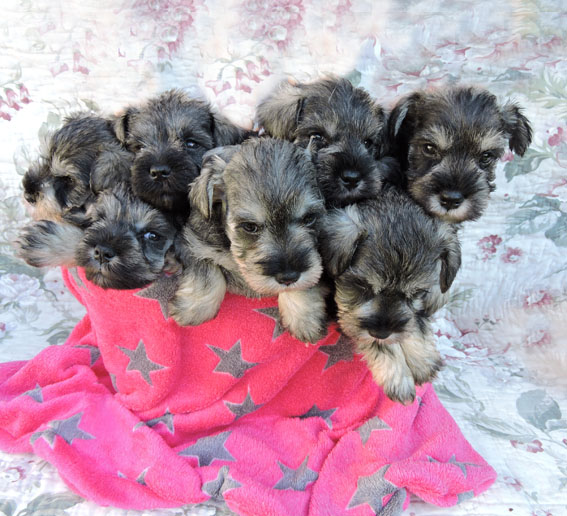 Y-Wurf Peppersdegabritho Zwergschnauzer Y-Wurf Peppersdegabritho Zwergschnauzer