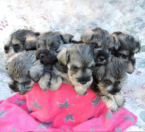 Y-Wurf Peppersdegabritho Zwergschnauzer Y-Wurf Peppersdegabritho Zwergschnauzer