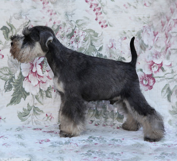 You're My Boss Peppersdegabritho Y-Wurf Peppersdegabritho Zwergschnauzer