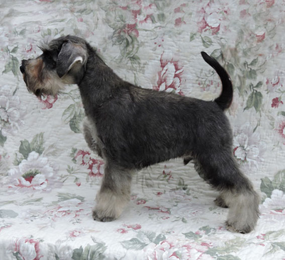 You're My Coricelesti Peppersdegabritho Y-Wurf Peppersdegabritho Zwergschnauzer