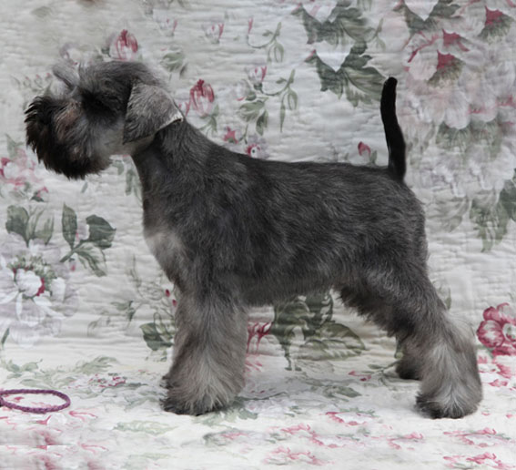 You're My Destiny Peppersdegabritho Y-Wurf Peppersdegabritho Zwergschnauzer