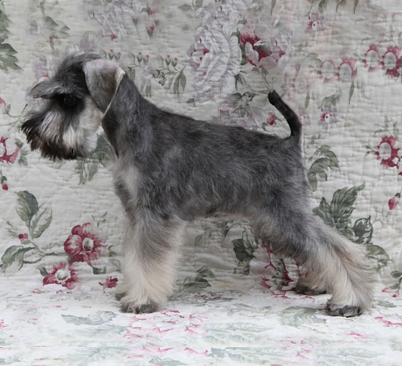 You're My Favorite Peppersdegabritho Y-Wurf Peppersdegabritho Zwergschnauzer