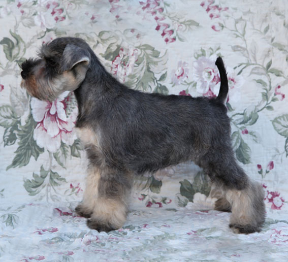 You're My Girl Peppersdegabritho Y-Wurf Peppersdegabritho Zwergschnauzer