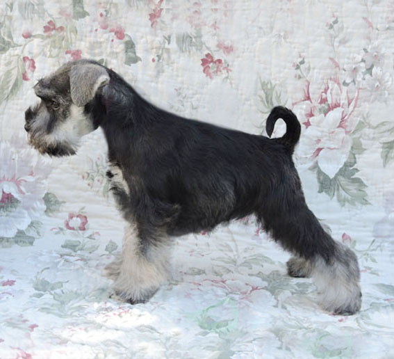 You're My Girl Peppersdegabritho Y-Wurf Peppersdegabritho Zwergschnauzer