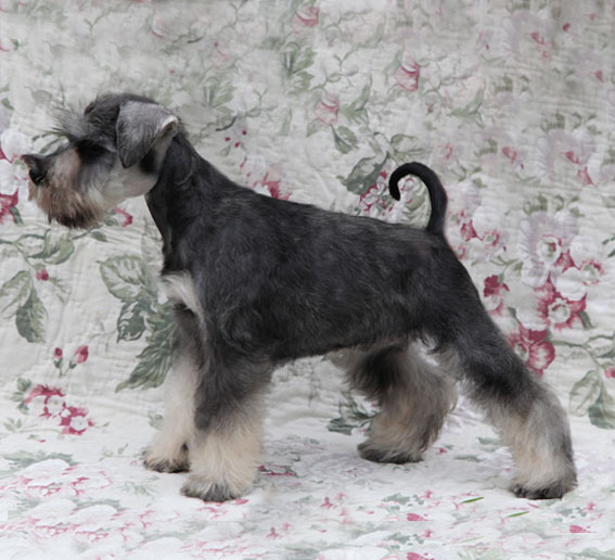 You're My Treasure Peppersdegabritho Y-Wurf Peppersdegabritho Zwergschnauzer