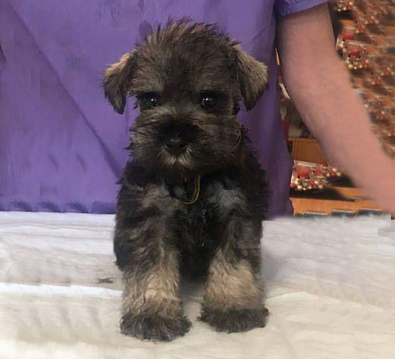 Ezüst Granit Yes I'm Daisy Peppersdegabritho Zwergschnauzer