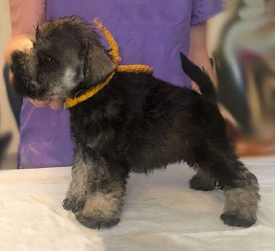 Ezüst Granit Yes I Can Peppersdegabritho Zwergschnauzer