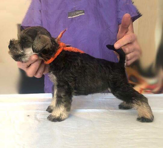 Ezüst Granit Yes Its Me Peppersdegabritho Zwergschnauzer