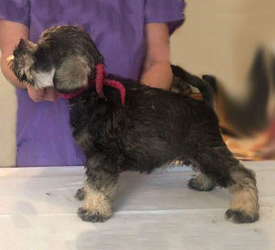 Ezüst Granit Yes Its Me Peppersdegabritho Zwergschnauzer