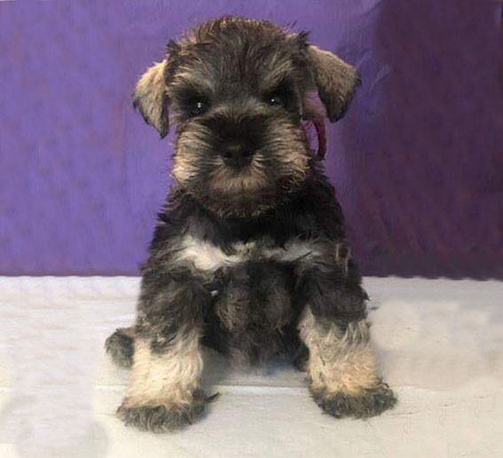 Ezüst Granit Yes Thats Great Peppersdegabritho Zwergschnauzer