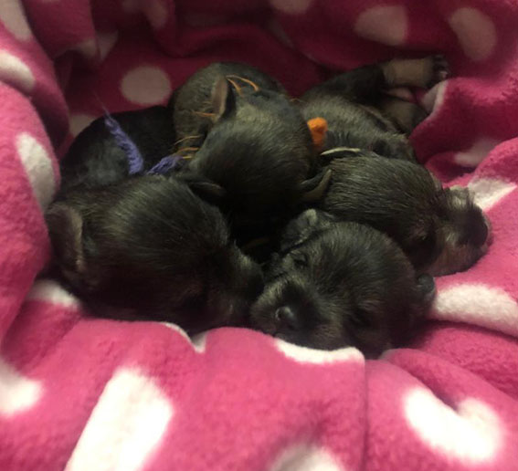 Y-Wurf Ezüst Granit - Peppersdegabritho Zwergschnauzer Peppersdegabritho Zwergschnauzer