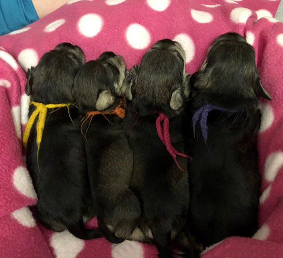 Y-Wurf Ezüst Granit - Peppersdegabritho Zwergschnauzer Peppersdegabritho Zwergschnauzer