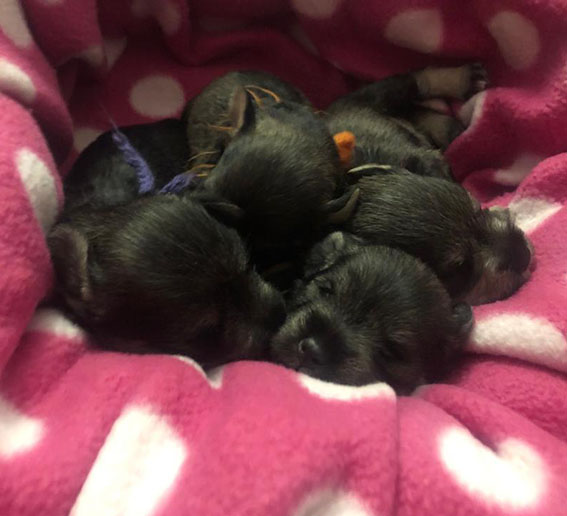 Y-Wurf Ezüst Granit - Peppersdegabritho Zwergschnauzer Peppersdegabritho Zwergschnauzer